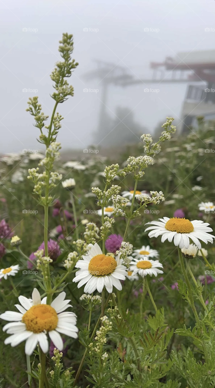 flowers and mist