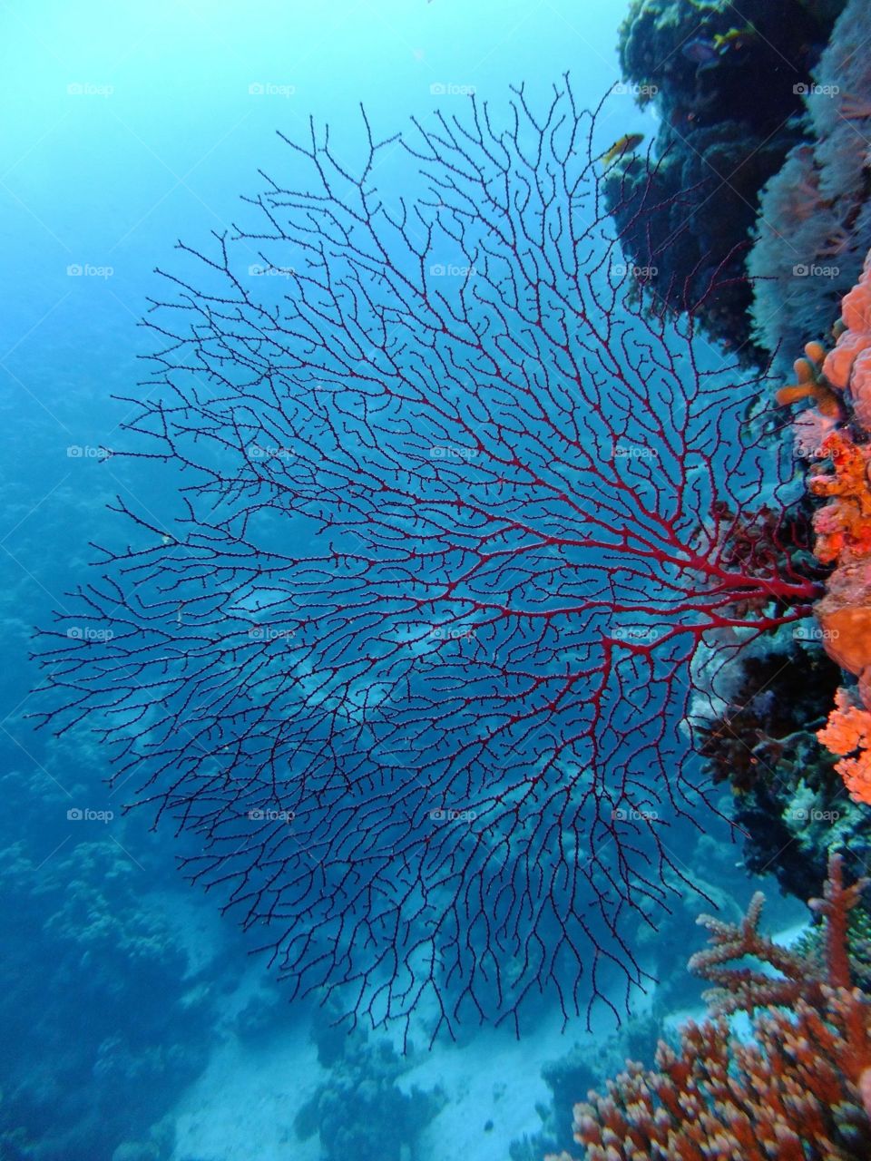 Fan Coral