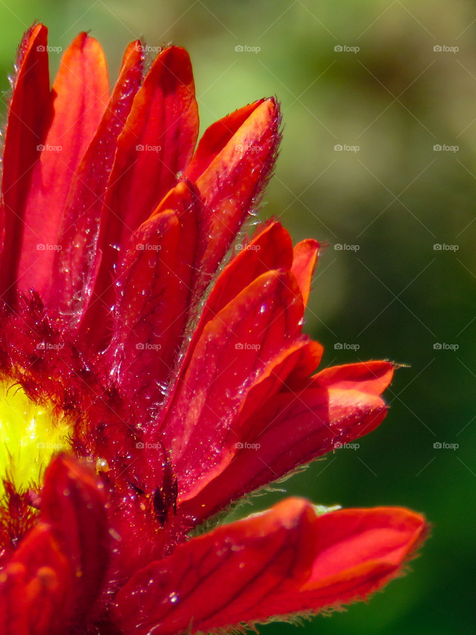 closeup of flower