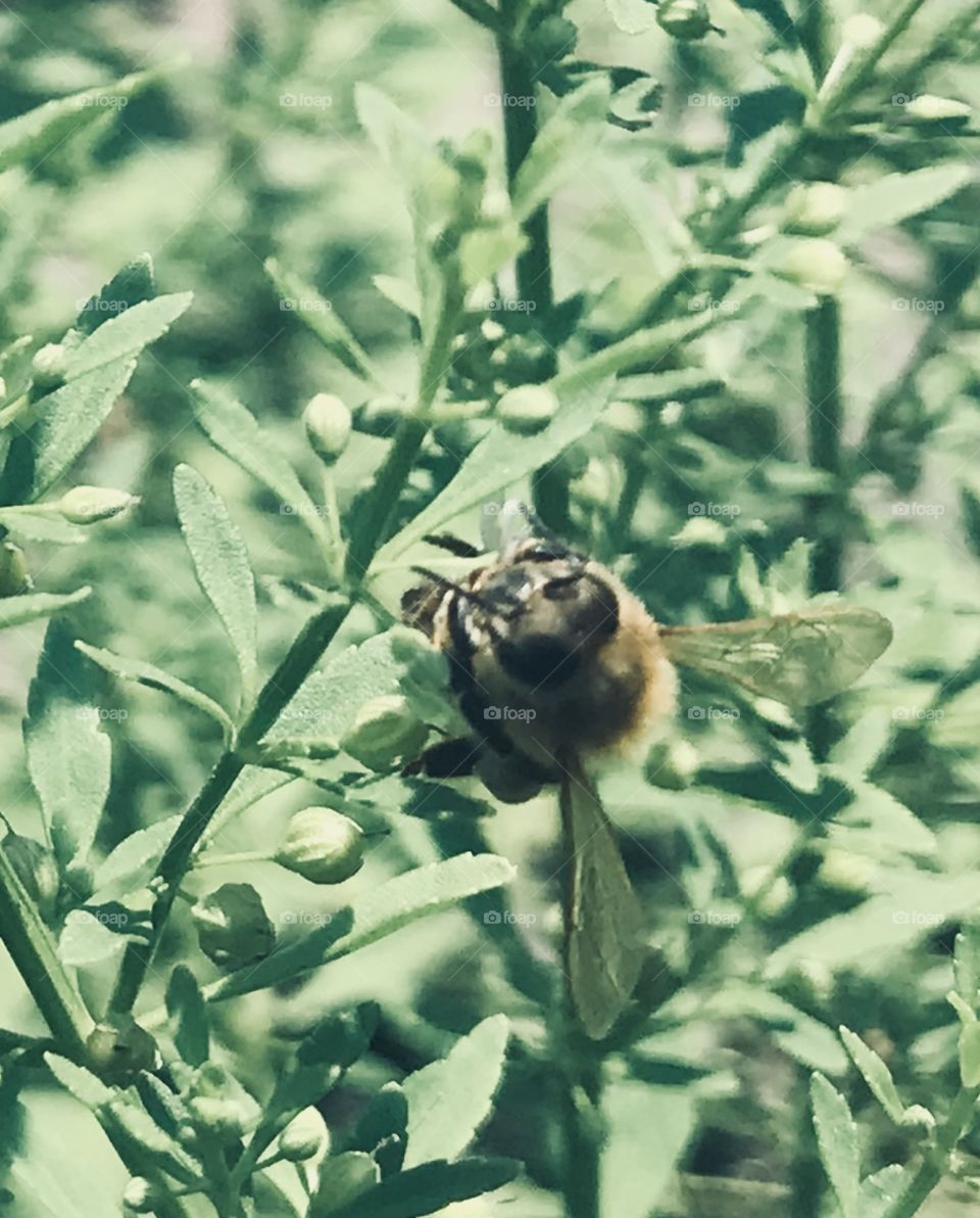 Bee in the woods of South Georgia.