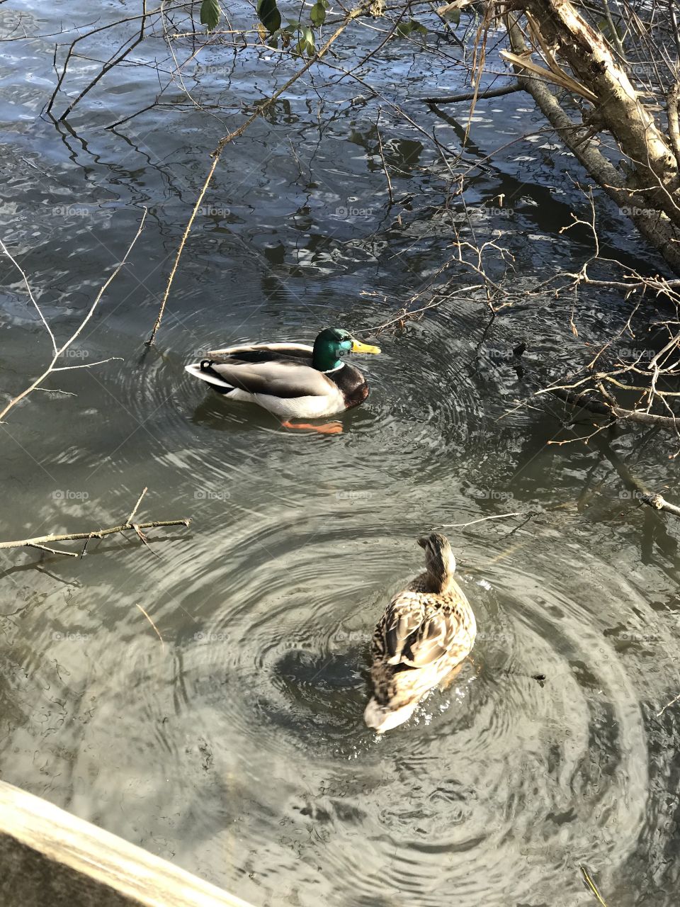 Duck couple in fleet pond