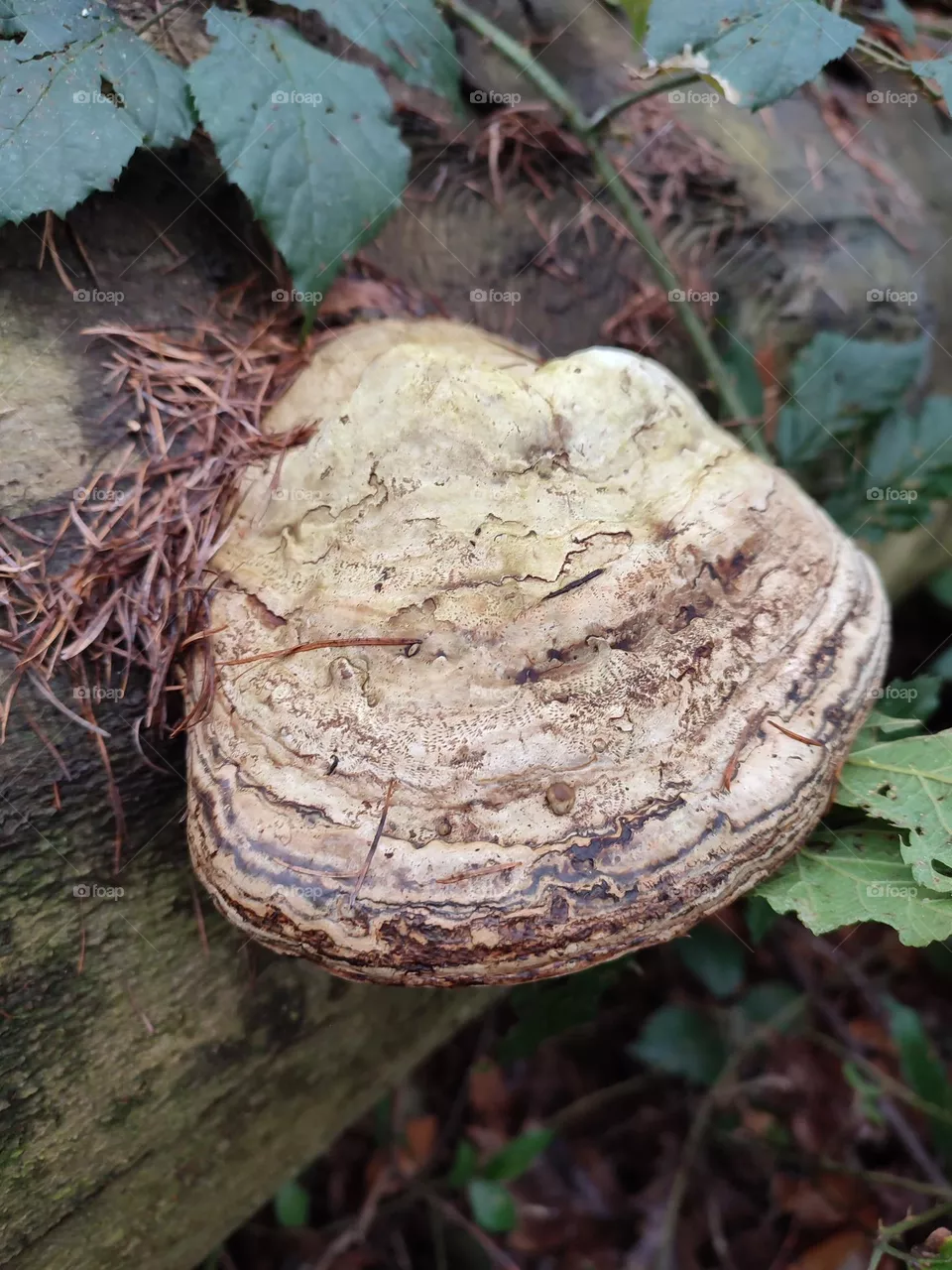 Mushroom
