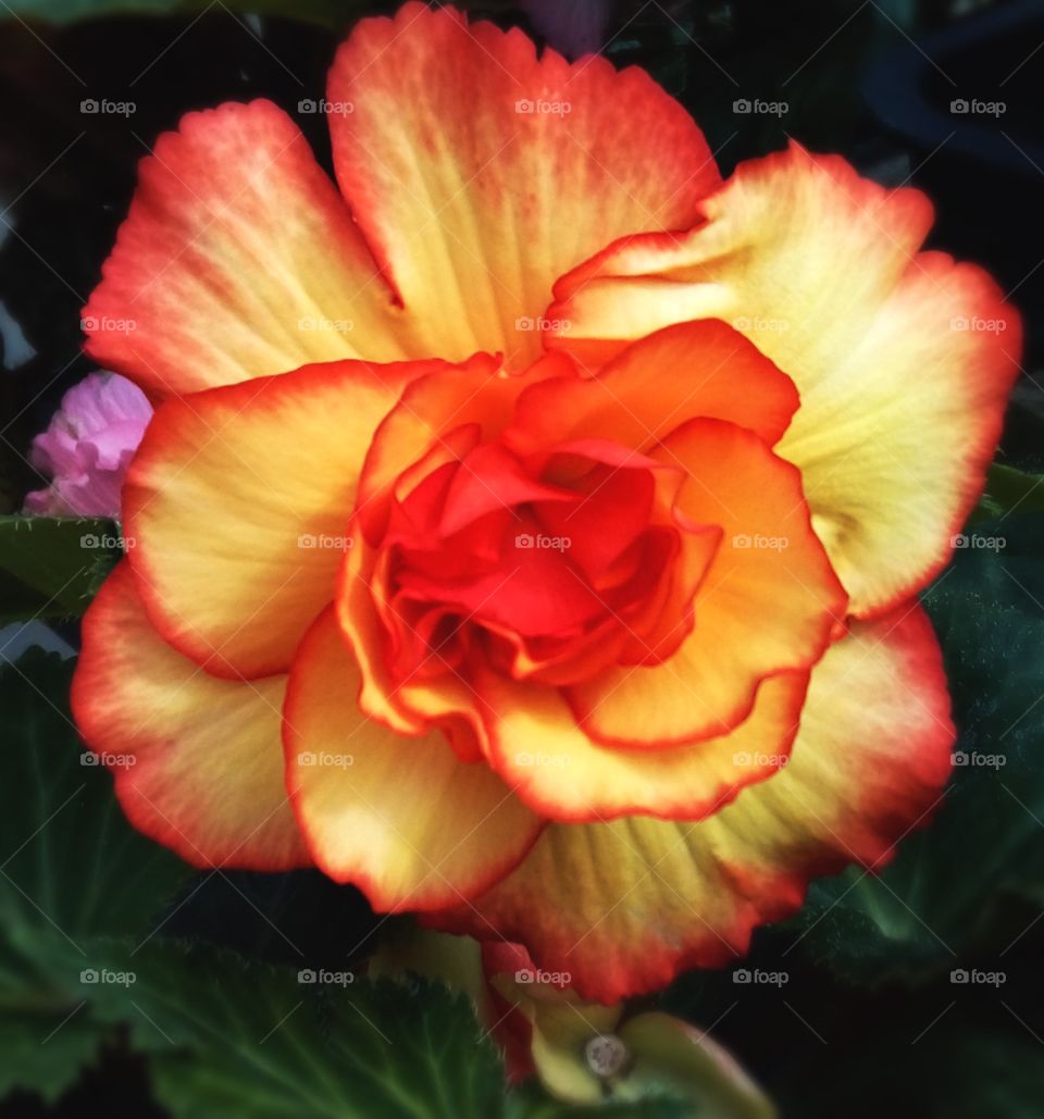 An explosion of colour