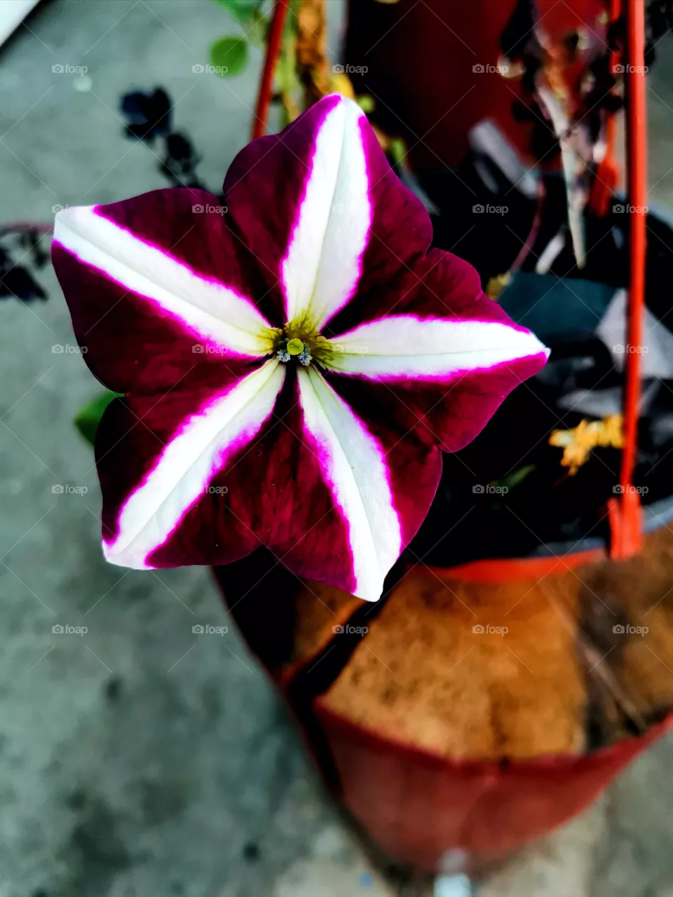 Autumn flower