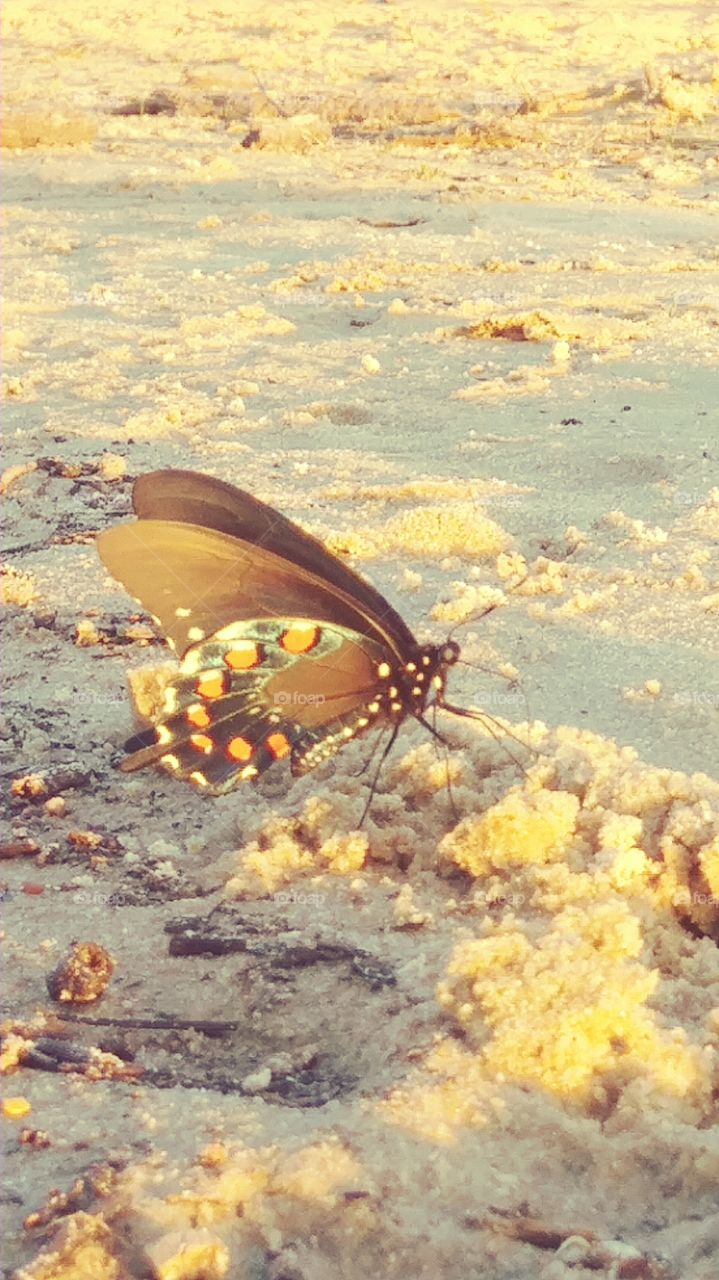 Butterfly resting on sand