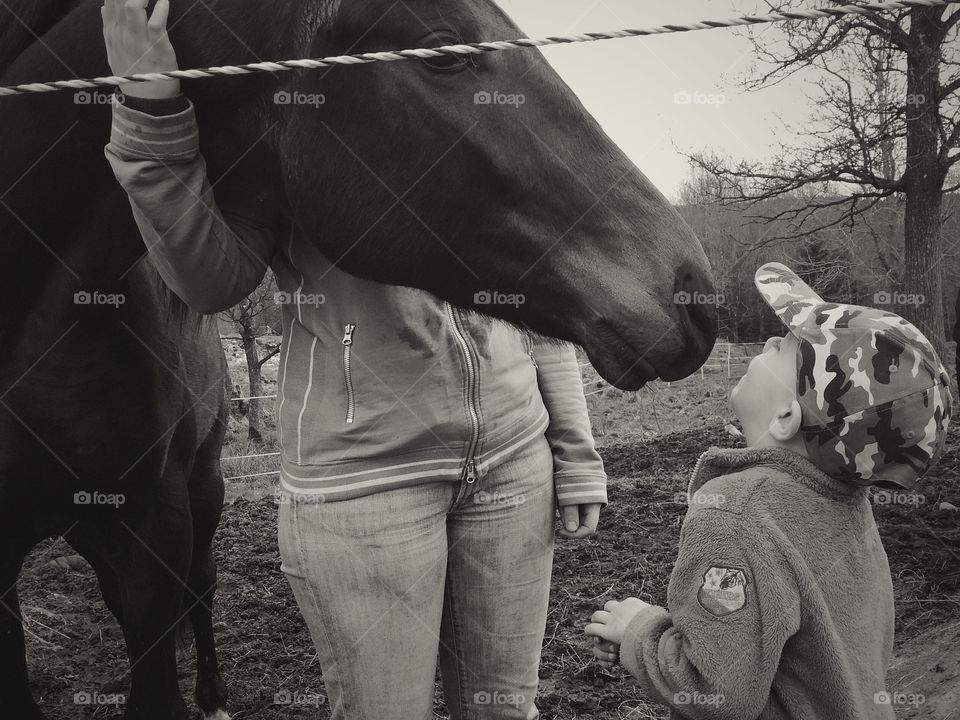 Horse is curious about the little boy