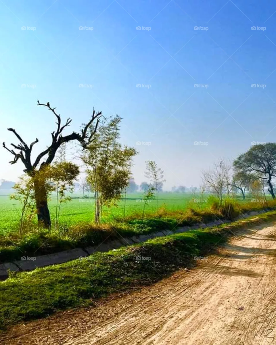 The Fresh and Peaceful Morning of Village 🌄😊