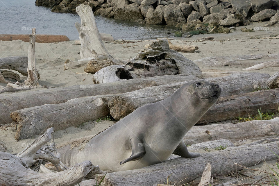 Curious elephant seal