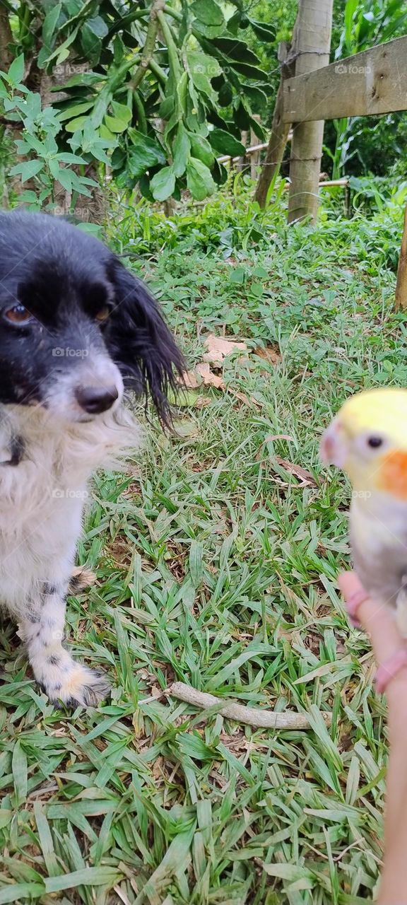 puppy and cockatiel