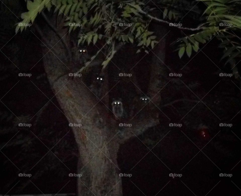 Five raccoons sitting in a tree, four sets of eyes looking at me.