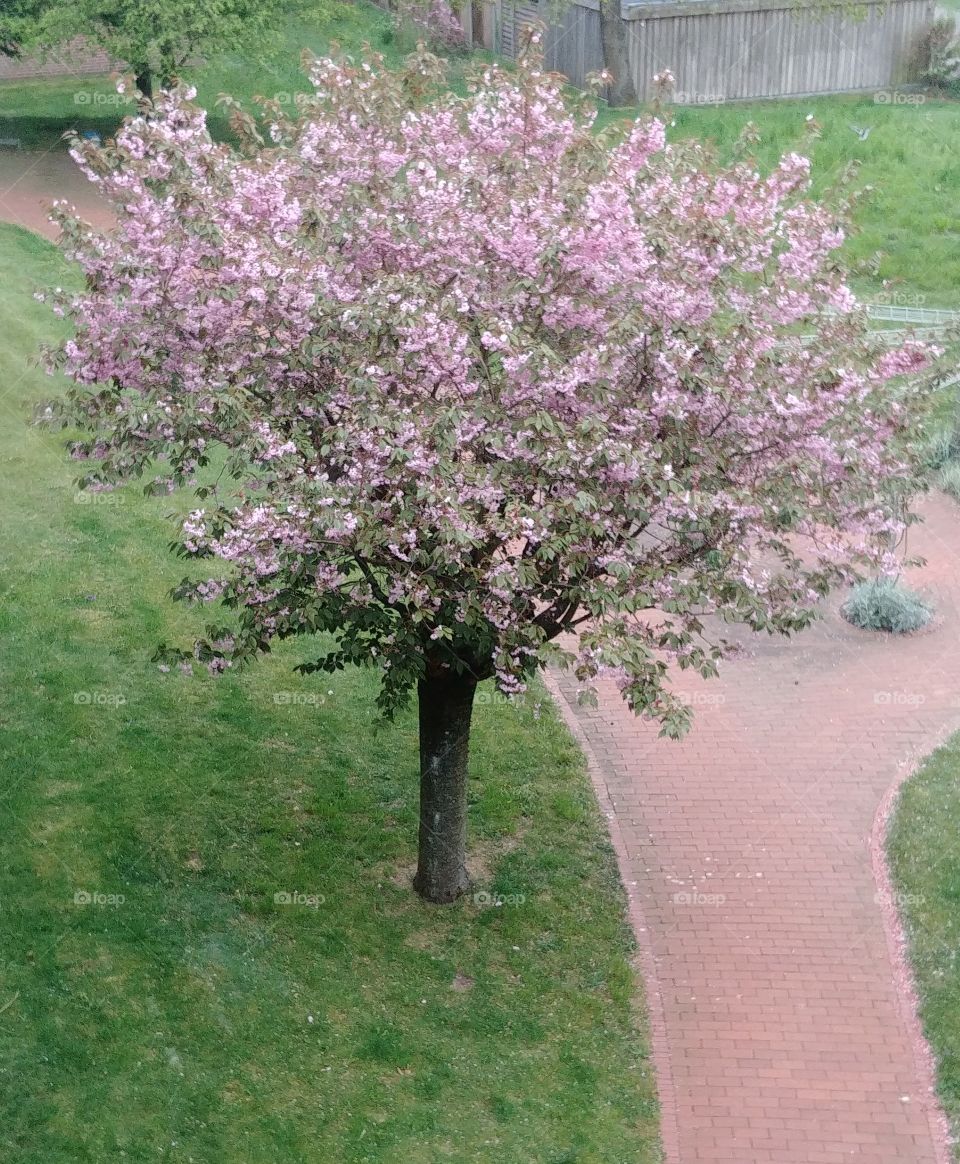 kirschbaum baum rosa blühen