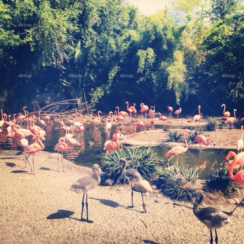 Flamingo 