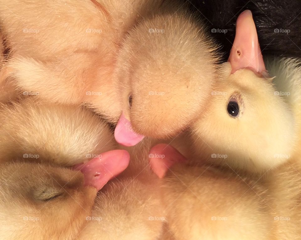Baby ducklings close up