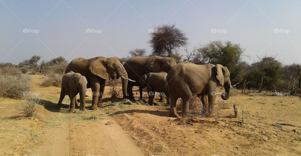 Elephant herd in the bush