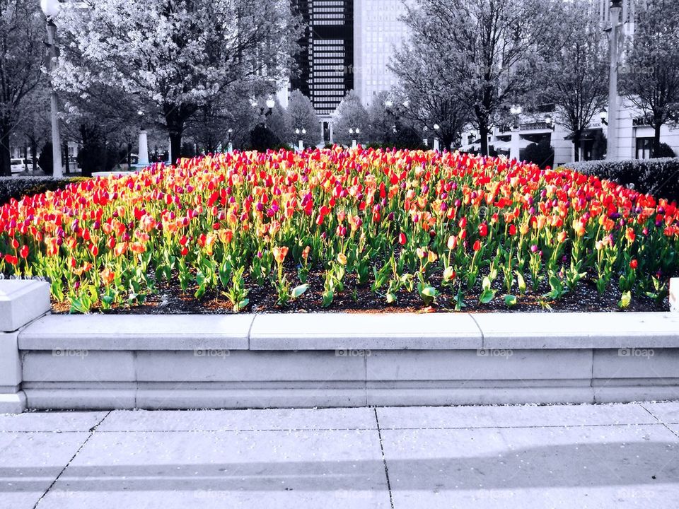 tulips of chicago