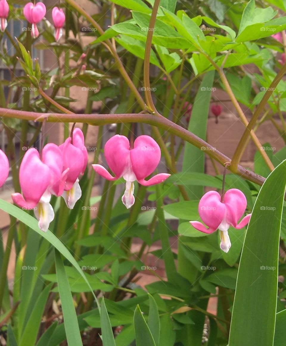 Bleeding Hearts Flowers NYC