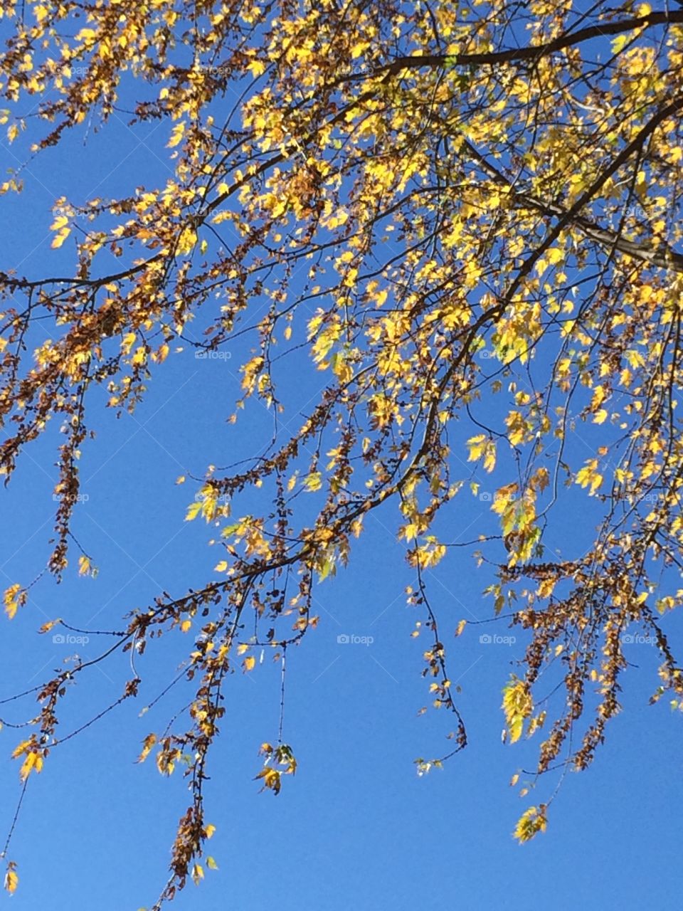 Golden yellow leaves, clear sky 