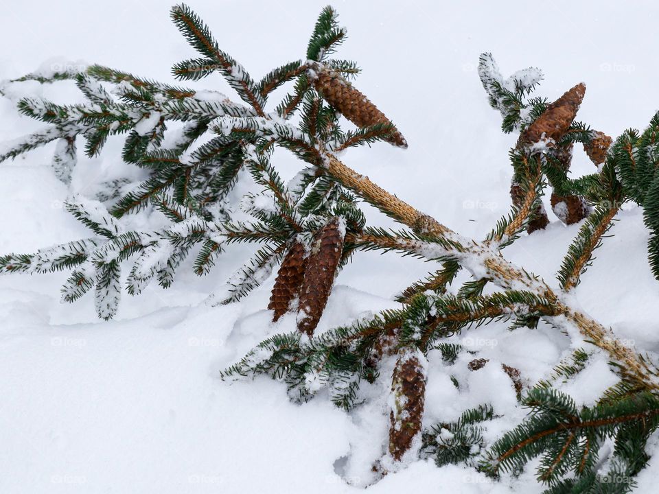 A beautiful background of a spruce branch with cones that has fallen into the snow on a cloudy day in the forest, close-up from the side.