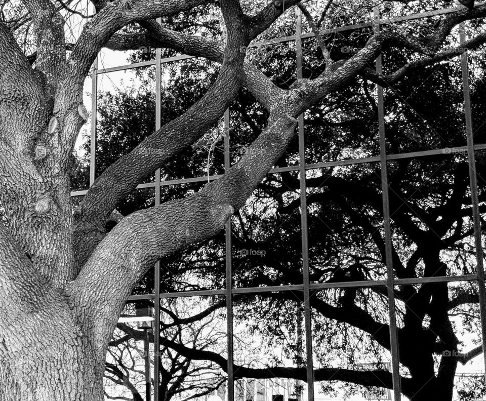 Reflection of Live Oak