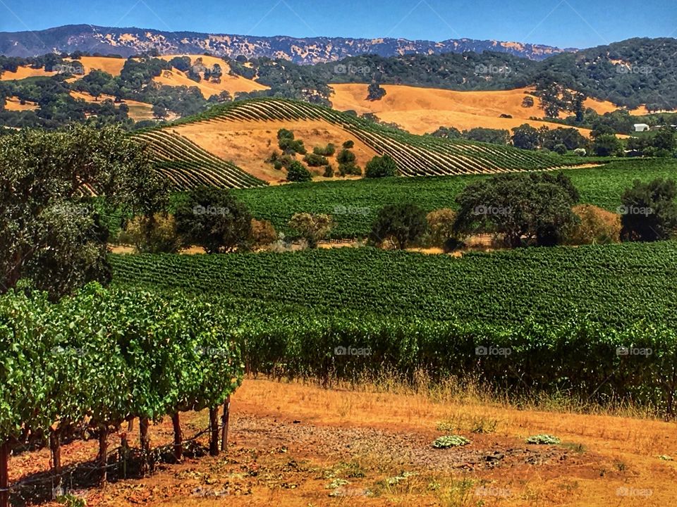 Scenic view of Napa valley with hillside vineyards