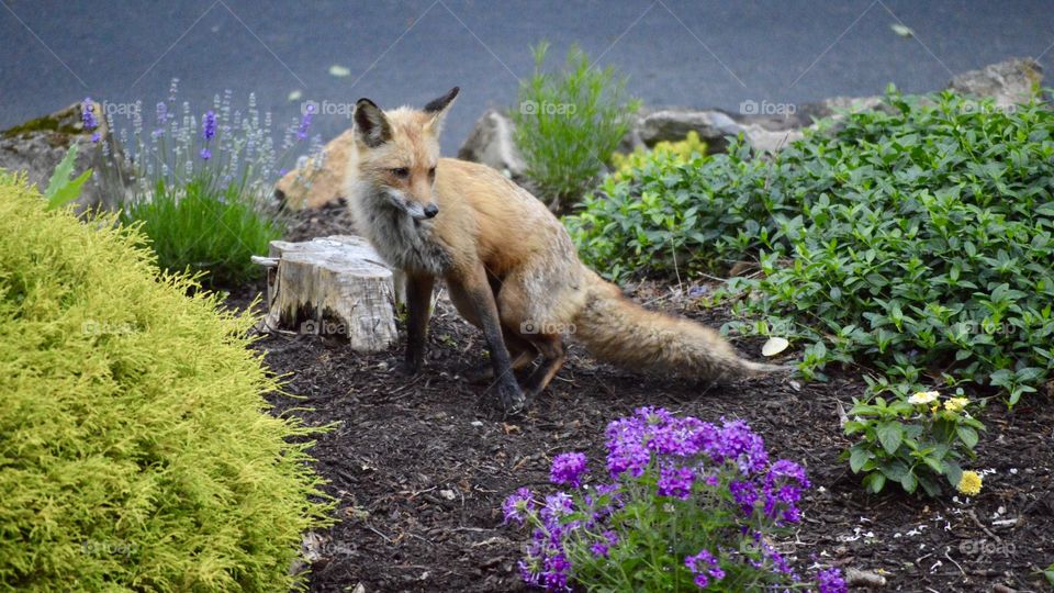 Fox in a garden