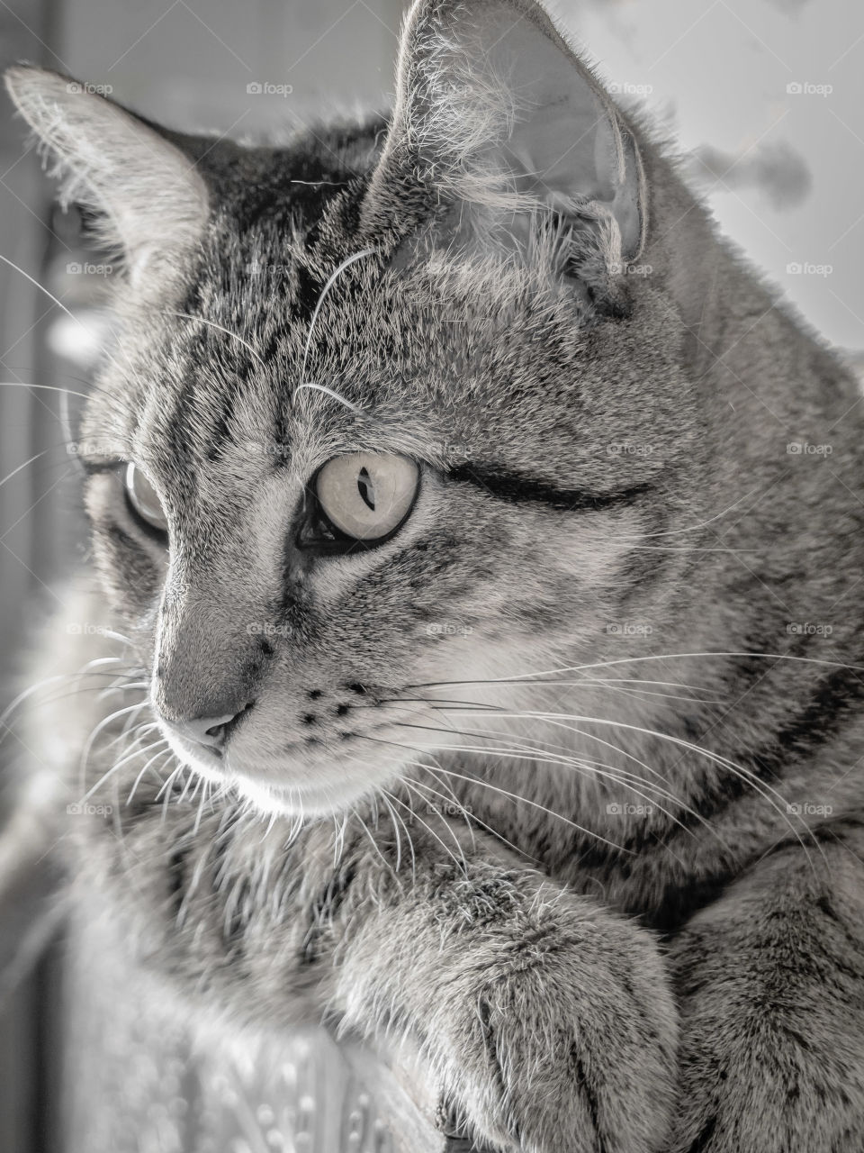 Orion,  Portrait Black and White