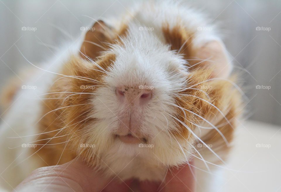 guinea pig beautiful portrait and female hand close up, love pet