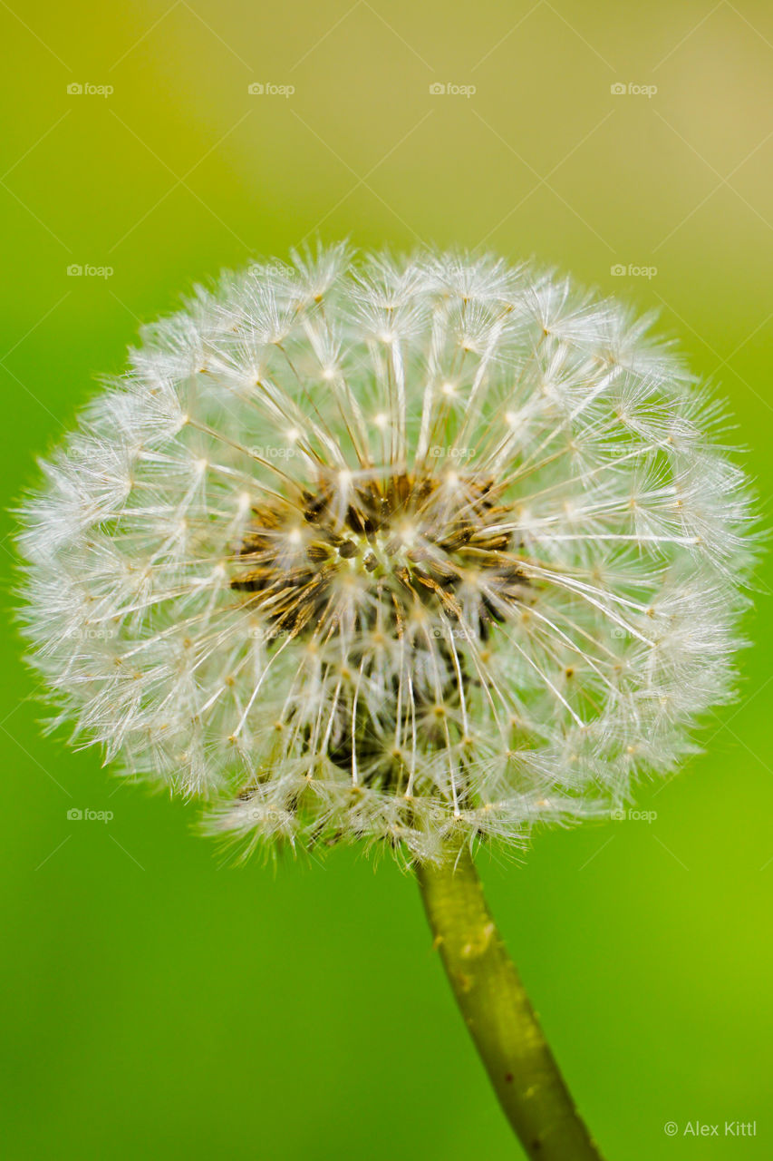 Pusteblume