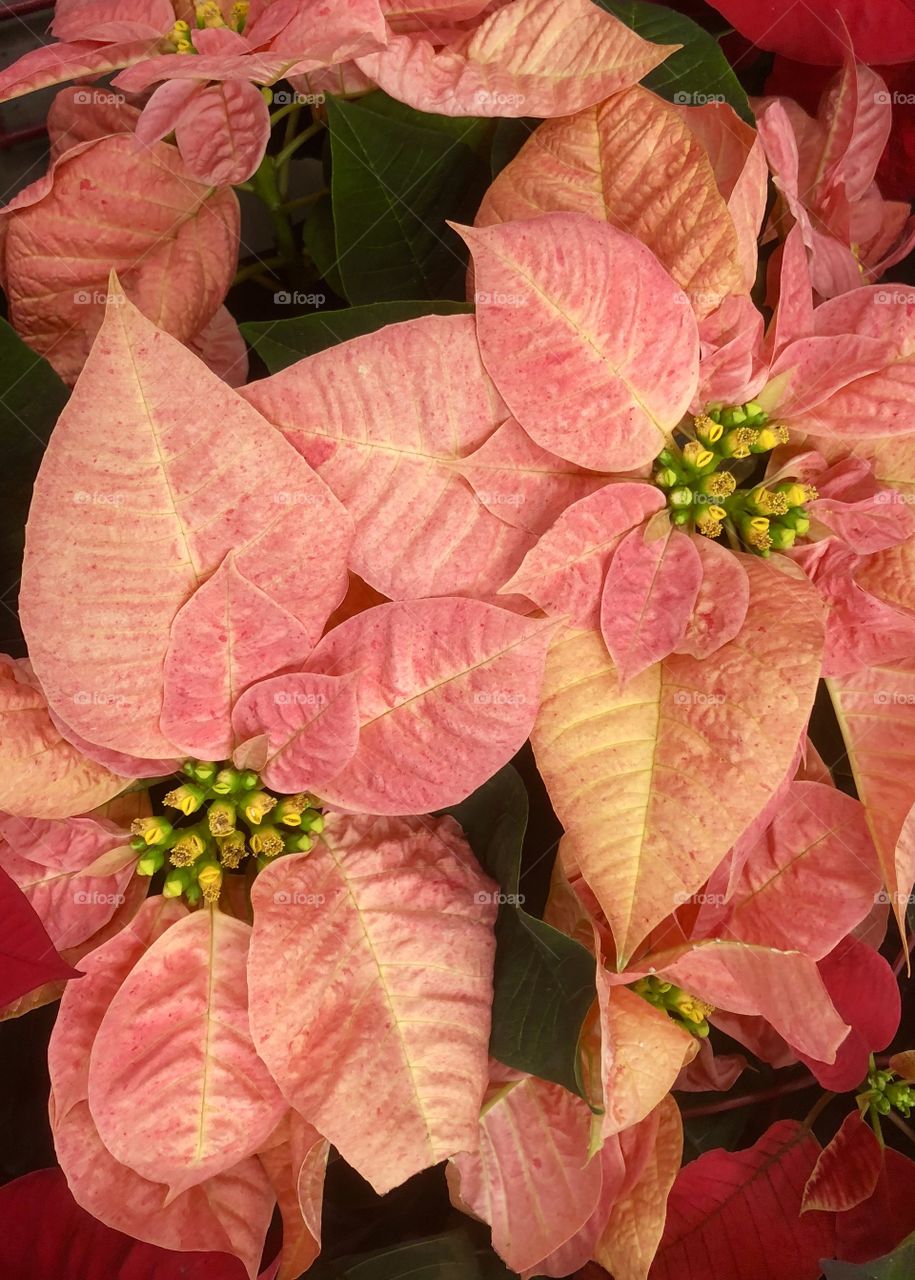 Poinsettias Christmas 