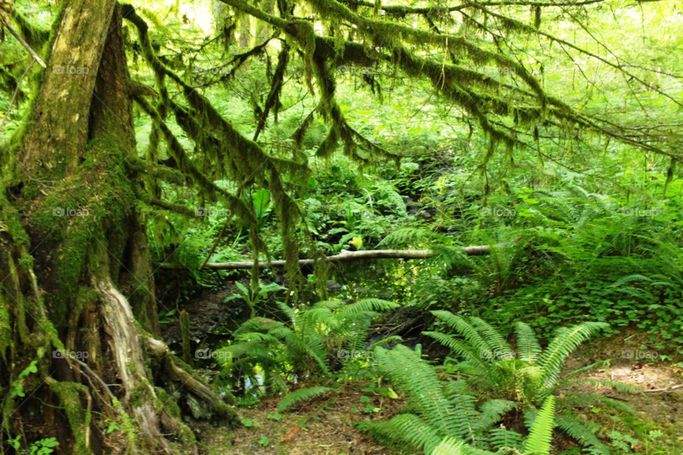 mossy wilderness of the Mt. Hood forest, Oregon 
