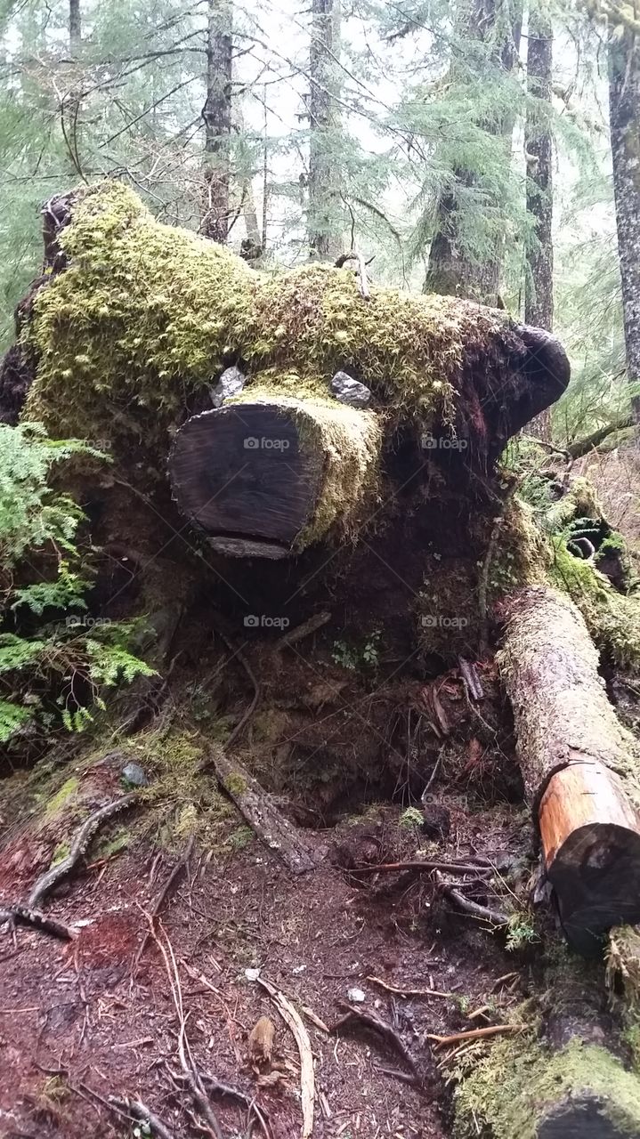 Hiking bear