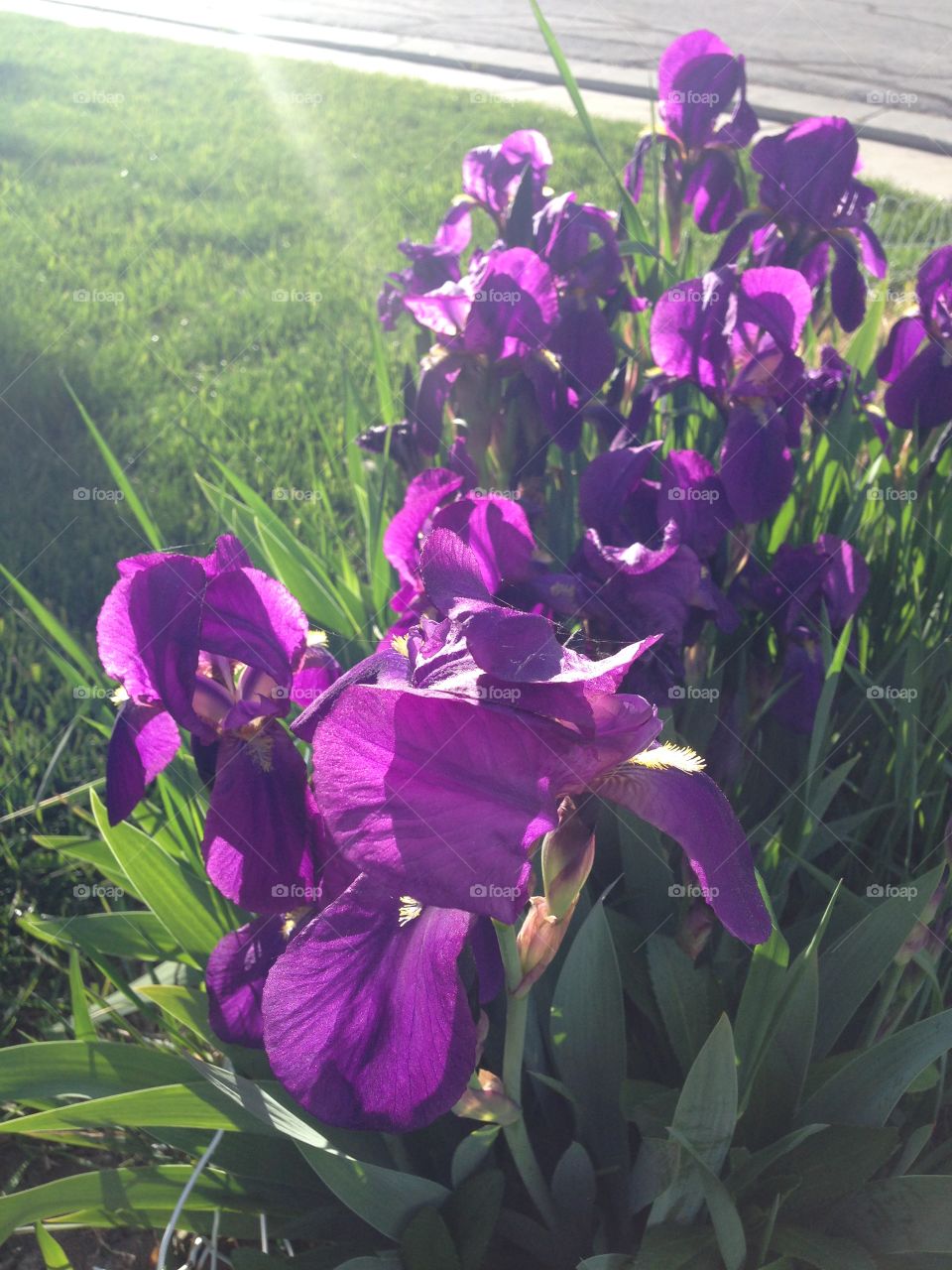 Lilacs. Flower shine