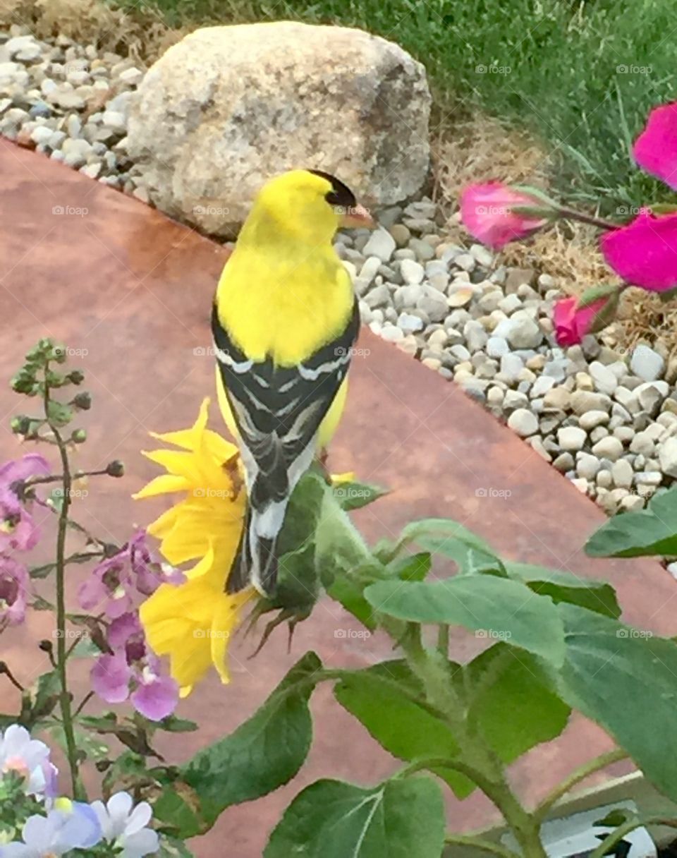 Sunflower and Finch