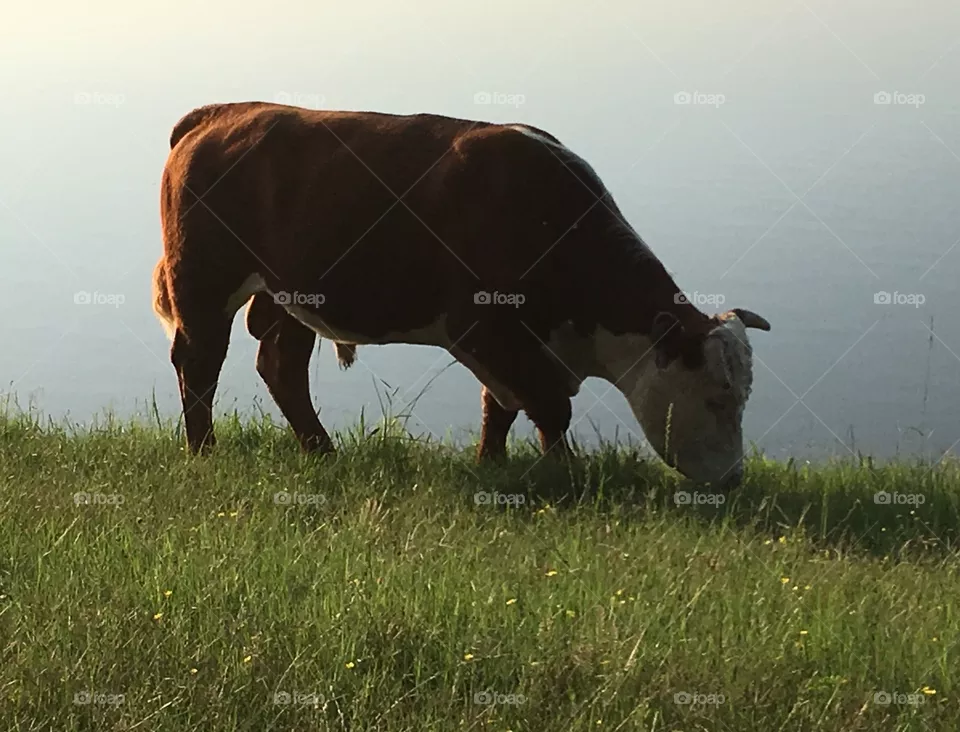 Big Daddy Bull
