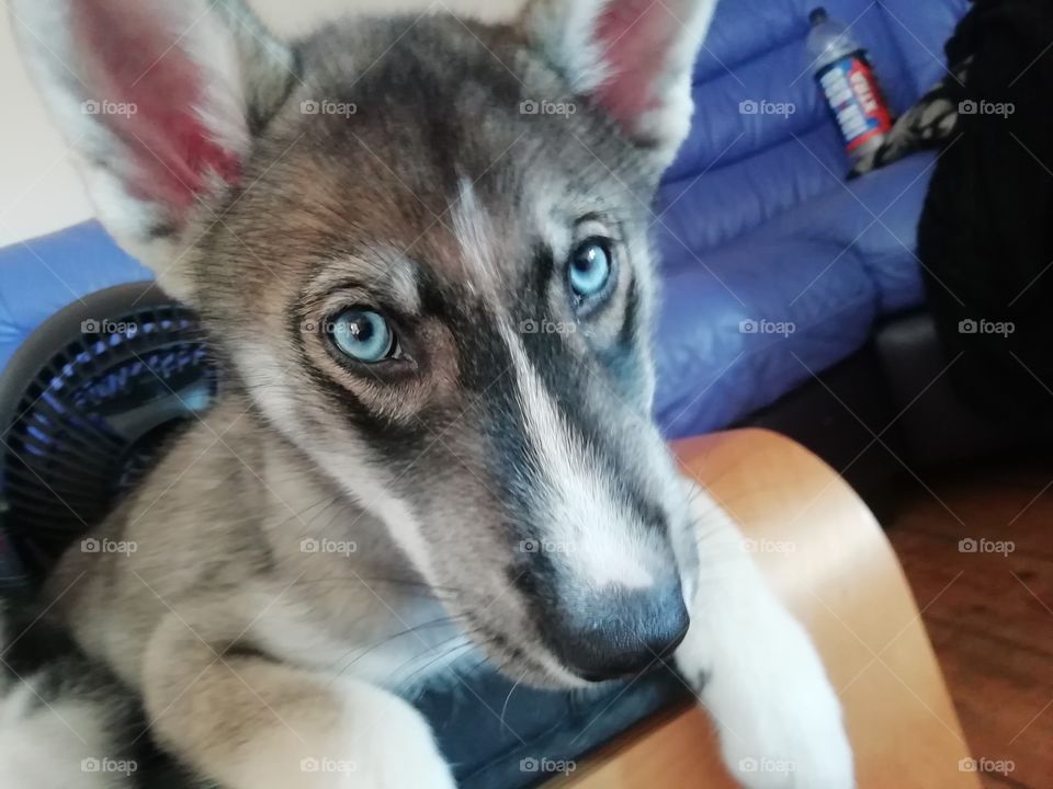 husky puppy being adorable