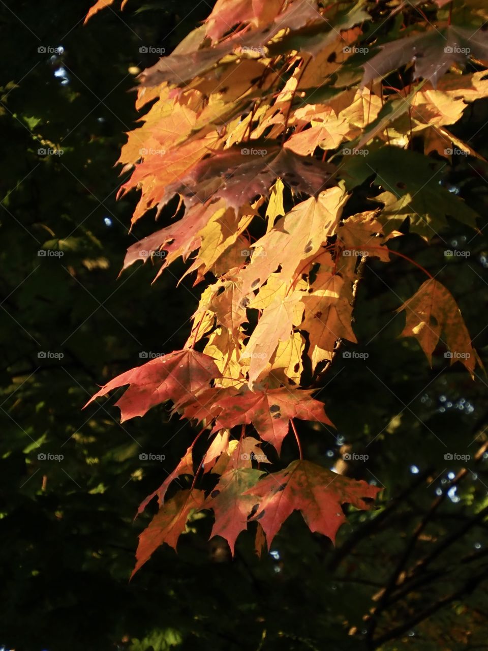 Autumn cane in one night