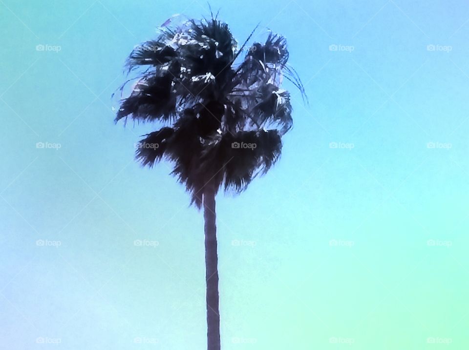 Palm Tree Blowing in the Wind of a Softly Glowing Blue Sky