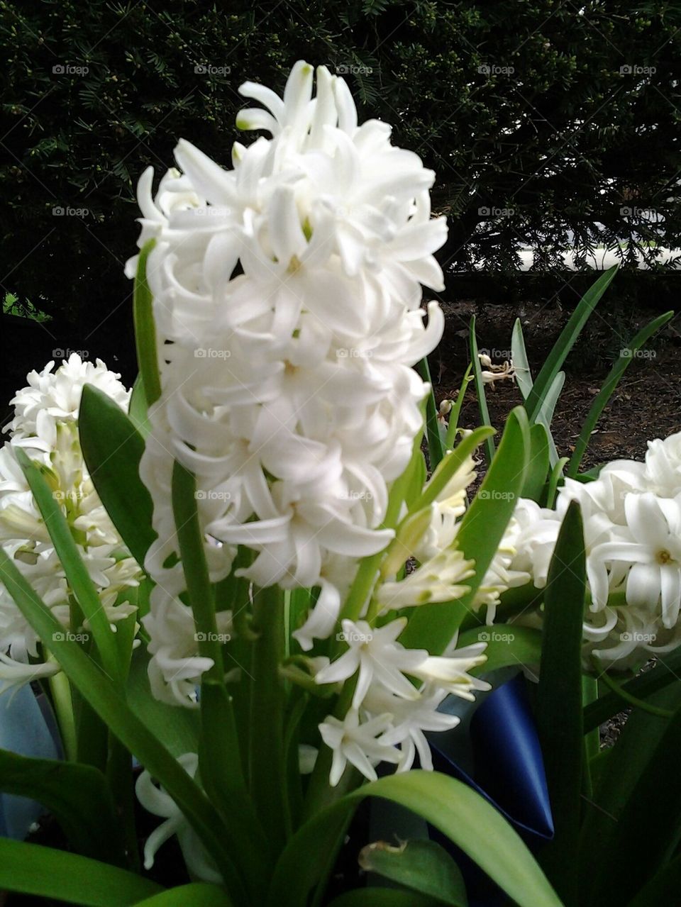 Hyacinth