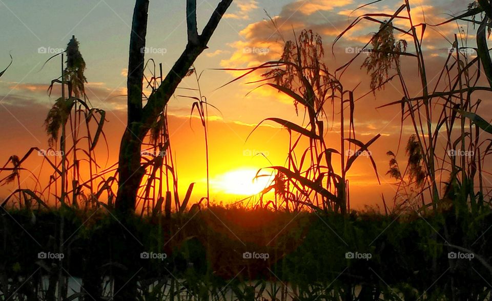 The golden hour . Everglades sunsets 