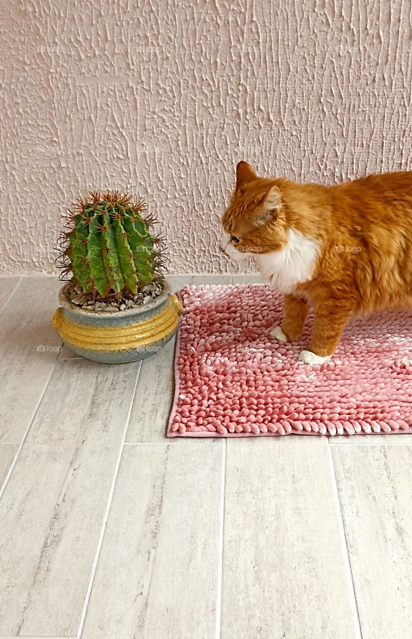 cat and cactus house plant home