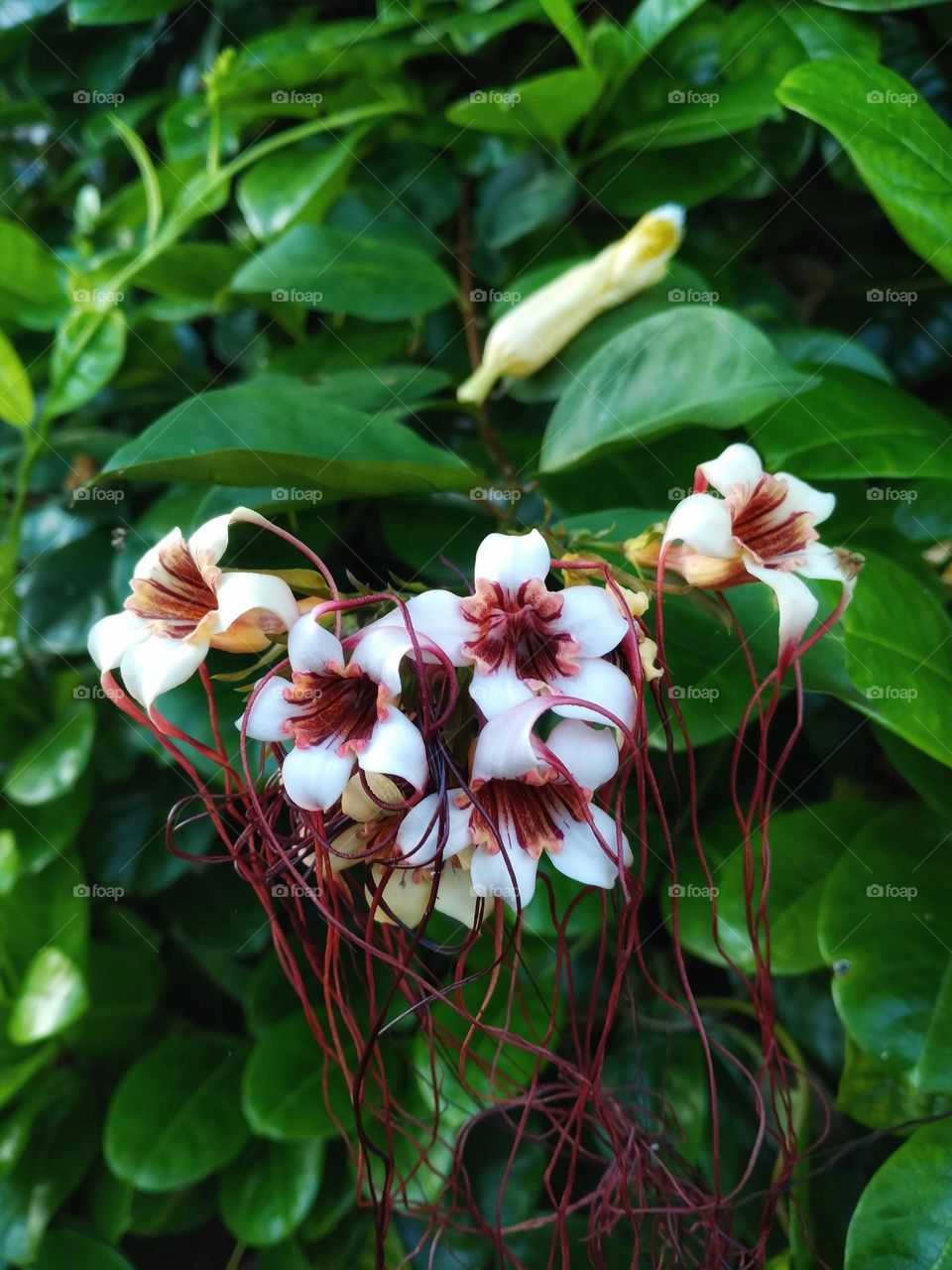 I am a…. Tree hugging, flower sniffing, nature lover