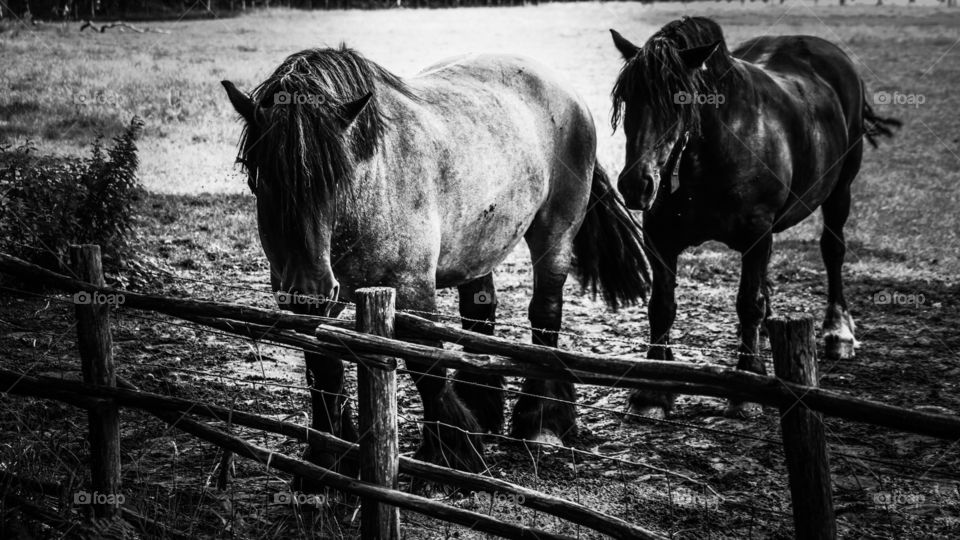 Two horses on farmland in Belgium.