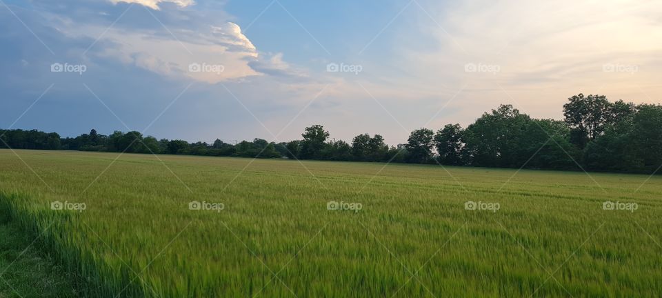 grain field