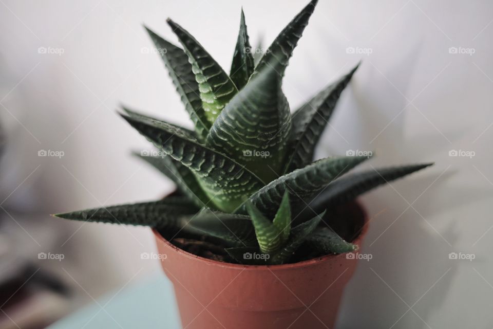 Close-up of potted plant