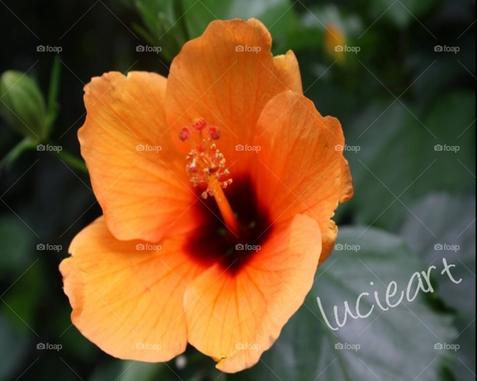orange flower spring
