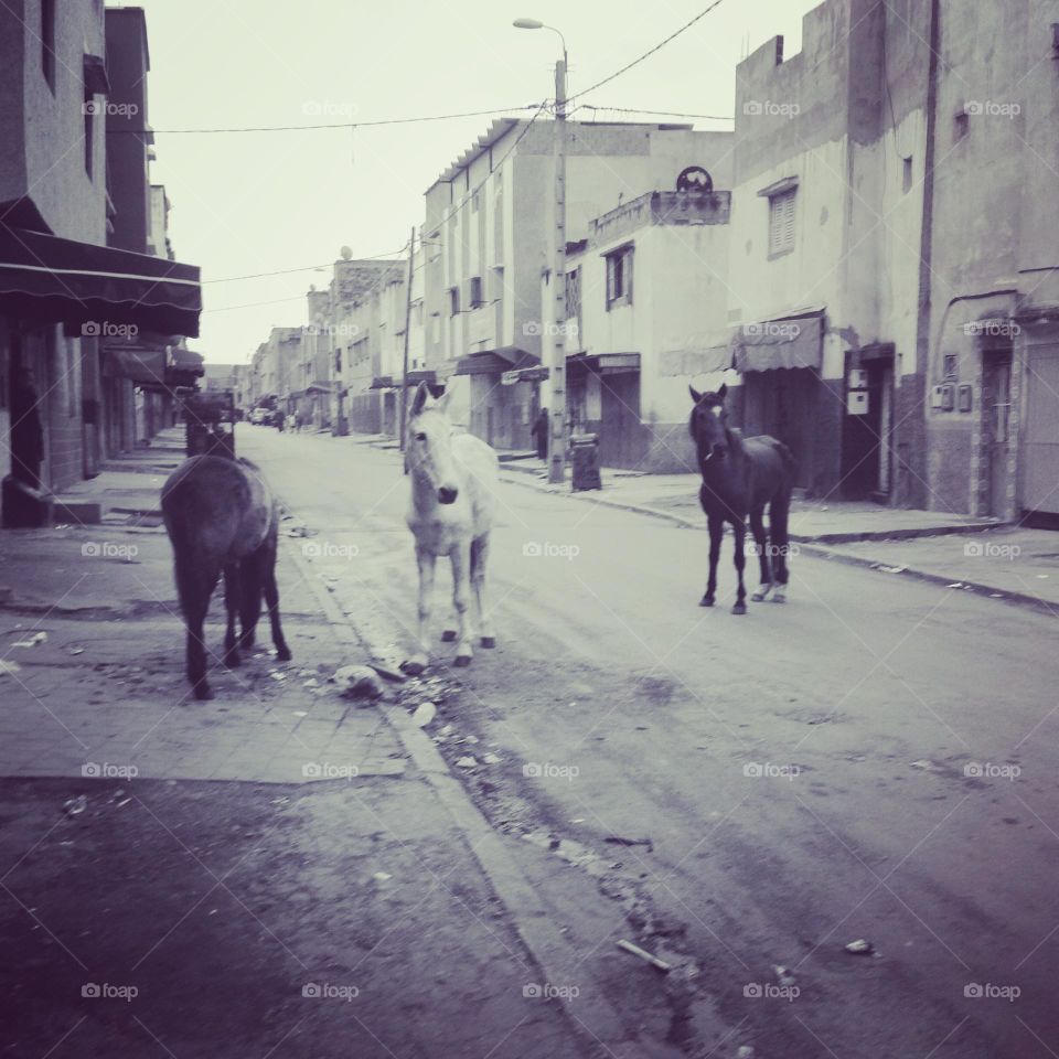 Three horses in the street