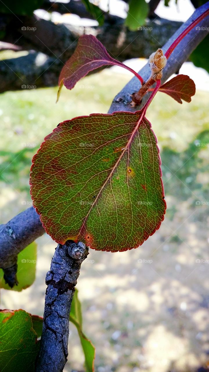  blood leaf 