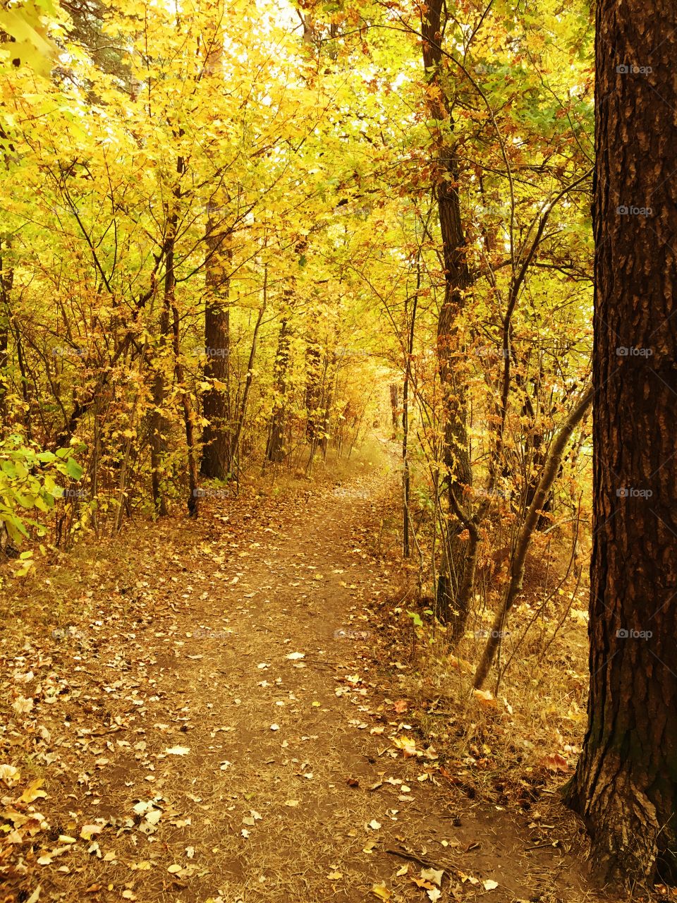 View of nature in autumn