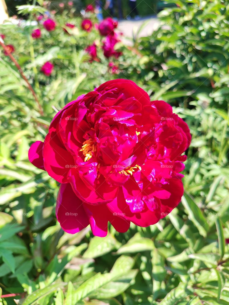peony