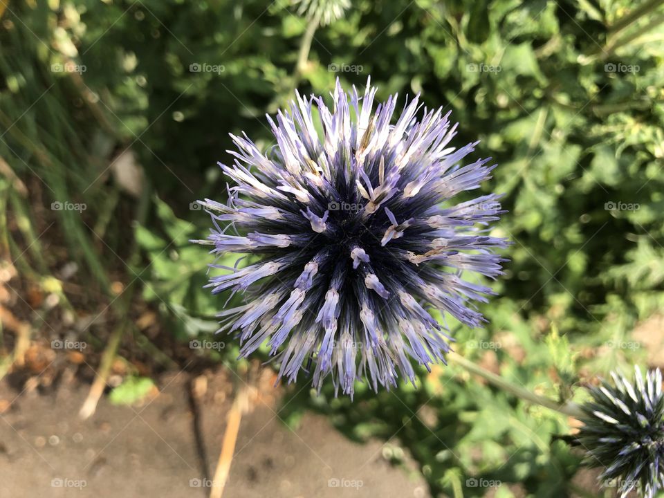 Another fine plant popping out of the hedgerows, giving us a splendid example of nature.